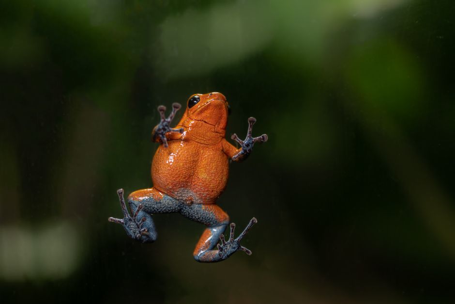 Bright yellow Panamanian Golden Frog sitting on a mossy stone near a tropical stream