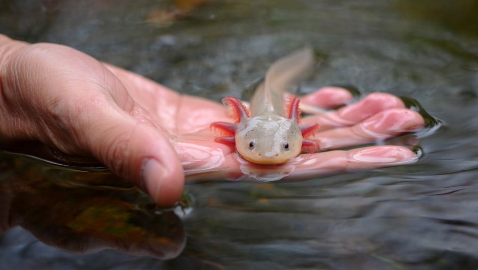Why Is My Axolotl Floating? Causes and Fixes