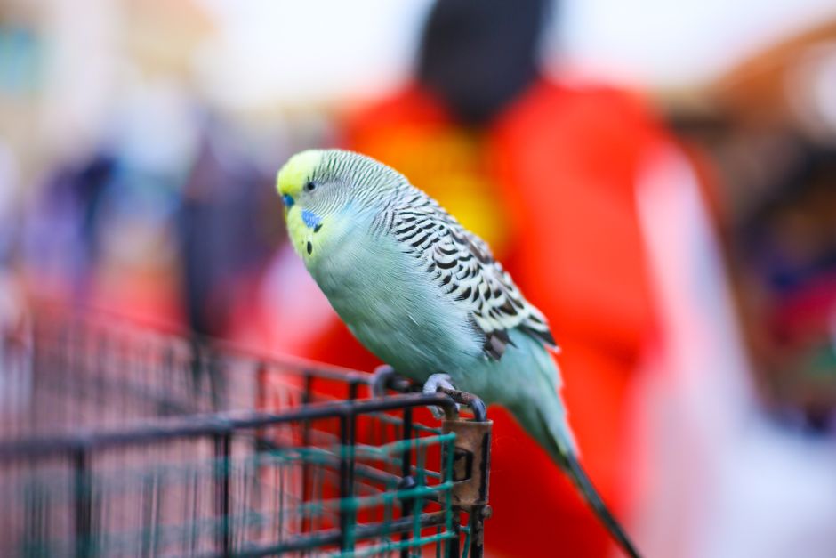 Why Is My Budgie Puffed Up? Causes and Next Steps
