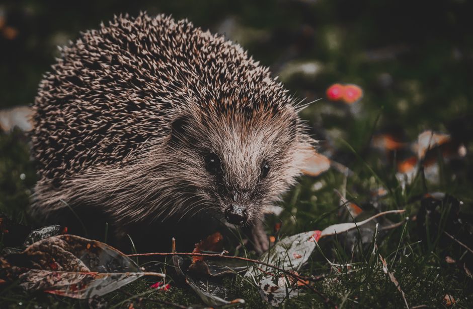 Why Is My Hedgehog Losing Quills? Key Causes