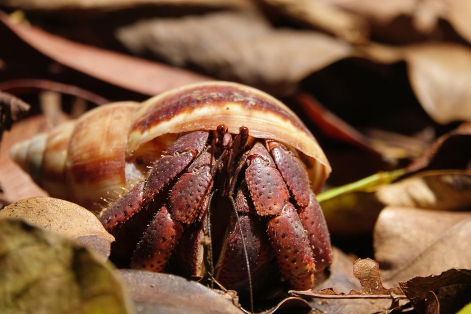 Why Is My Hermit Crab Buried? Key Reasons