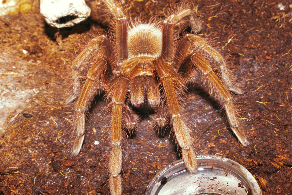 Why Is My Tarantula Not Eating? 5 Common Reasons