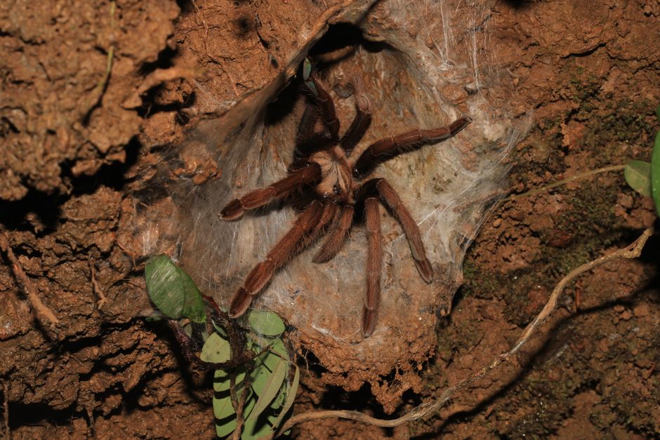 Why Is My Tarantula on Its Back? Molting vs Dying