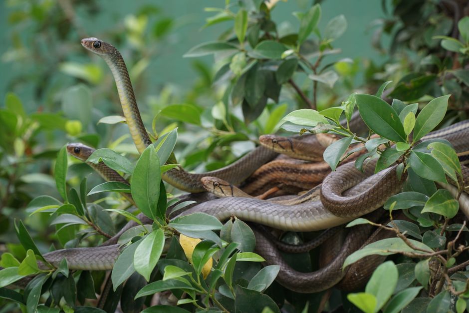 Why Is the Brown Treesnake So Successful on Guam?