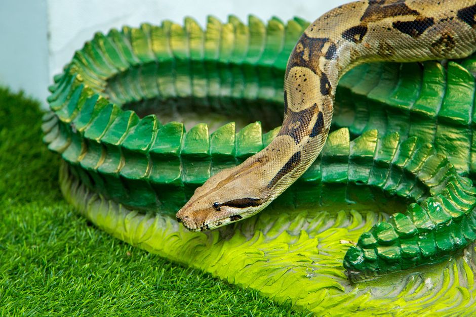 Why Is the Corn Island Boa So Rare in the Pet Trade?