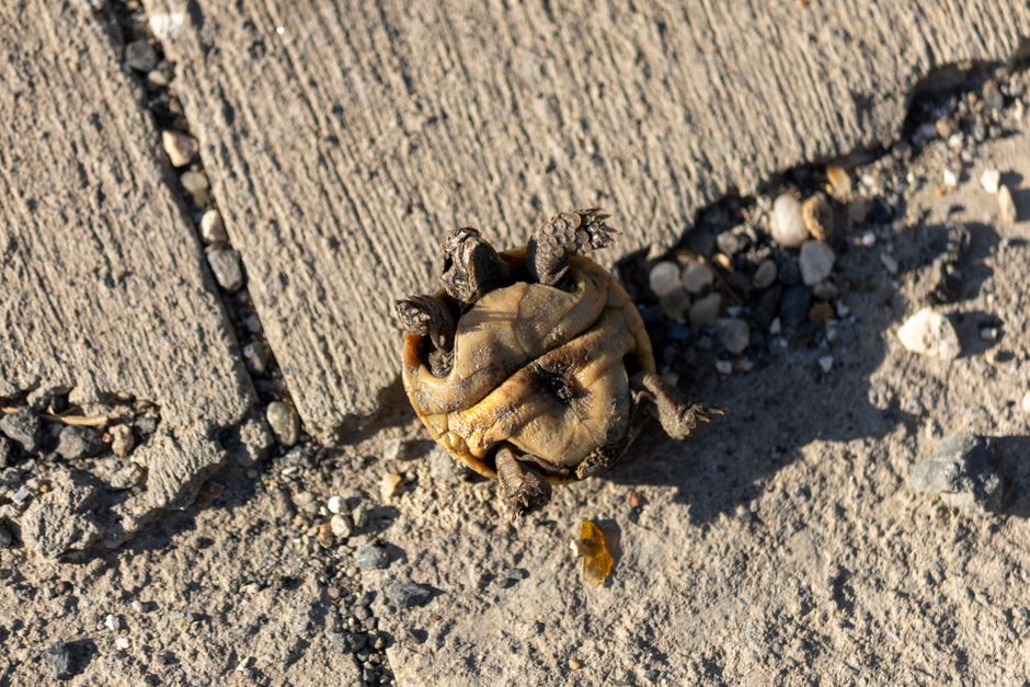 Why Do Sea Turtles Sleep Upside Down?