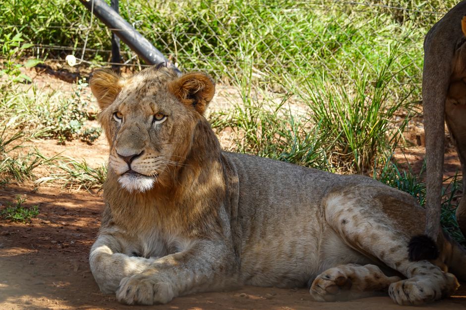 Wildlife Conservation Success Stories That Inspire